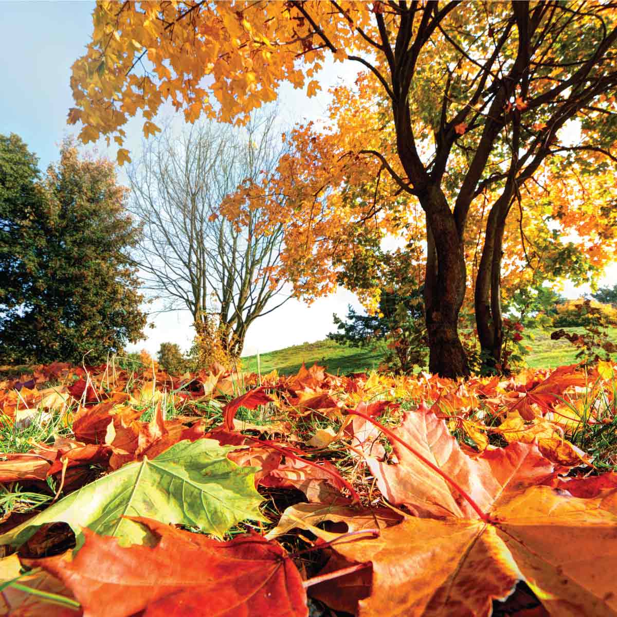Preparing for Fall: Essential Wholesale Products and Supplies for Your Store