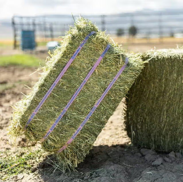 STANDLEE 50LB PREMIUM ALFALFA-ORCHARD COMPRESSED HAY BALE