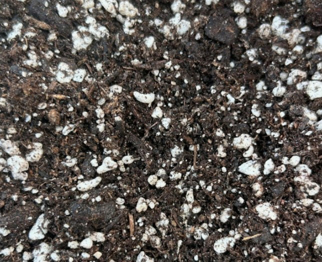 BLACK GOLD 8 QUART SUCCULENT & CACTUS POTTING MIX