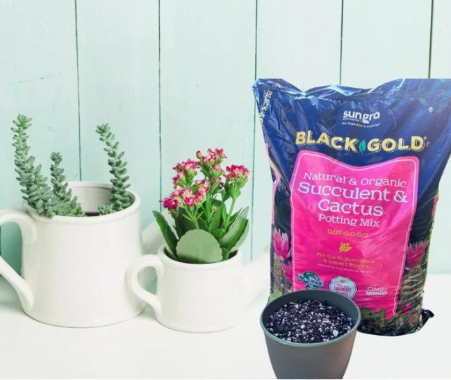 BLACK GOLD 8 QUART SUCCULENT & CACTUS POTTING MIX