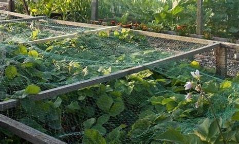 IIT 2M x 10M GARDEN NETTING